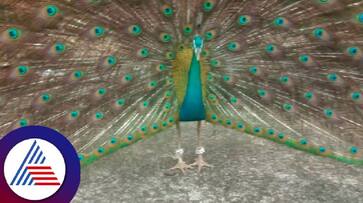 Viral video of natya mayuri A peacock who comes to the Subrahmanya temple every day and dances rav Viral video of natya mayuri A peacock who comes to the Subrahmanya temple every day and dances rav