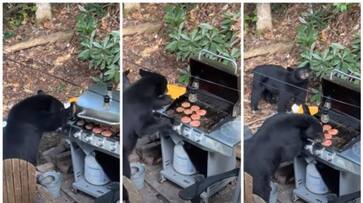 viral video of uninvited guests who came to the BBQ party came back happy after eating gone viral viral video of uninvited guests who came to the BBQ party came back happy after eating gone viral