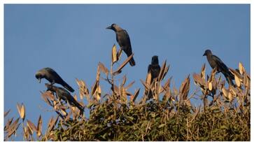 gulf news Saudi authorities set to control migratory indian crows rvn gulf news Saudi authorities set to control migratory indian crows rvn