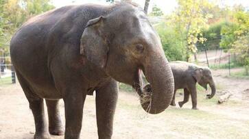 rani elephant died after dog creating chaos rlp rani elephant died after dog creating chaos rlp