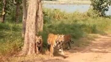 mama tiger and cubs walking rlp mama tiger and cubs walking rlp