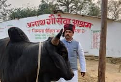 mukesh dixit dedication to rescuing animals 198 animals live in his cow shed iwh