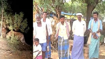 The people of Chikkagondanahalli village were moved by the sight of the leopard gvd The people of Chikkagondanahalli village were moved by the sight of the leopard gvd