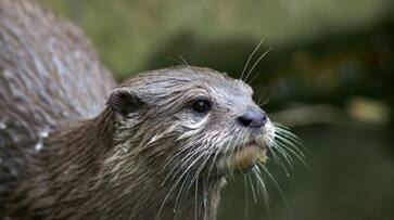 Another Otter attack in the Iruvahinji River; Two students were injured Another Otter attack in the Iruvahinji River; Two students were injured