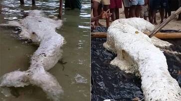Mermaid look alike globster found in ashore of Papua New Guinea left scientists in confusion ans Mermaid look alike globster found in ashore of Papua New Guinea left scientists in confusion ans