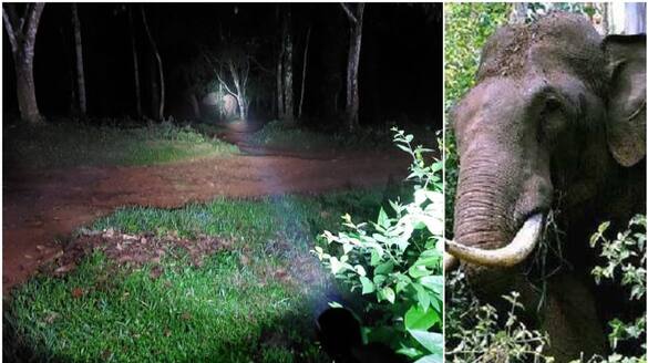 old lady killed by forest elephant at erode district vel