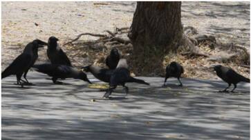 Saudi arabia Takes strict Action To Exterminate Migratory Indian Crows btb Saudi arabia Takes strict Action To Exterminate Migratory Indian Crows btb