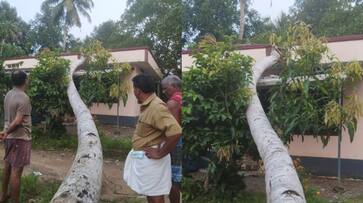 coconut tree falls on house in haripad SSM coconut tree falls on house in haripad SSM