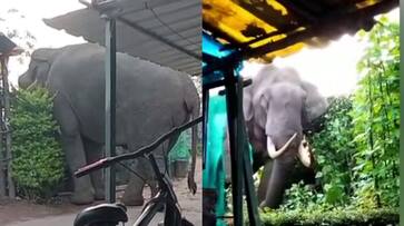 Padayappa again in Munnar, fed up with not getting rice, returned after eating beans and lentils Padayappa again in Munnar, fed up with not getting rice, returned after eating beans and lentils
