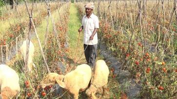 Tomato price drop Fodder crop for livestock at chikkaballapur gvd Tomato price drop Fodder crop for livestock at chikkaballapur gvd