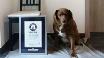 guinness record holder bobi world s oldest dog ever dies at 31 ash guinness record holder bobi world s oldest dog ever dies at 31 ash