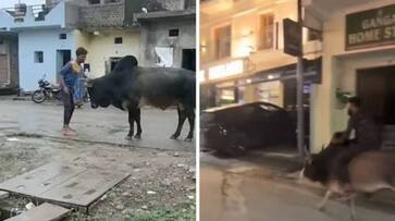 drunk man fight bull then this is happened rlp drunk man fight bull then this is happened rlp