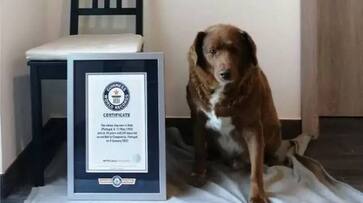 bobi worlds oldest dog no more rlp bobi worlds oldest dog no more rlp