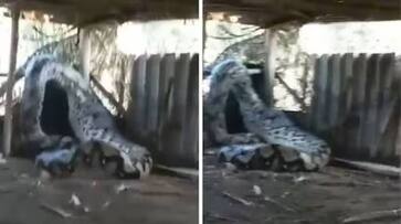 python eating heavy meal trying to escape rlp python eating heavy meal trying to escape rlp