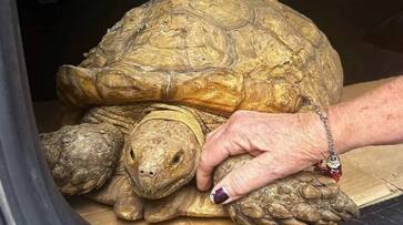 missing tortoise found after three years five mile far rlp missing tortoise found after three years five mile far rlp