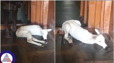 Two legged calf birth at Vijayanagar district Harakabhavi Village sat Two legged calf birth at Vijayanagar district Harakabhavi Village sat
