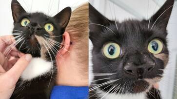 cat with double nose seeks an owner hyp cat with double nose seeks an owner hyp