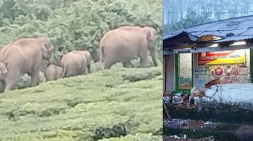 wild elephant herd attack increase in residential area of tea estate in munnar etj wild elephant herd attack increase in residential area of tea estate in munnar etj
