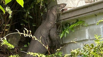 Huge Bengal Monitor Lizard Sighting in Kodagu grg Huge Bengal Monitor Lizard Sighting in Kodagu grg
