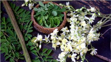 Drumstick flowers can manage high blood pressure azn Drumstick flowers can manage high blood pressure azn