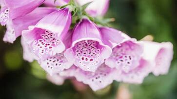 this popular flower foxglove can give you a heart attack say experts in tamil mks this popular flower foxglove can give you a heart attack say experts in tamil mks