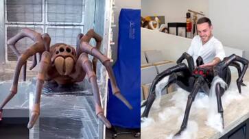 Giant Chocolate Spider Is Viral Now azn Giant Chocolate Spider Is Viral Now azn