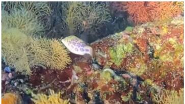 rare leopard toby puffer fish spotted off Australia bkg rare leopard toby puffer fish spotted off Australia bkg