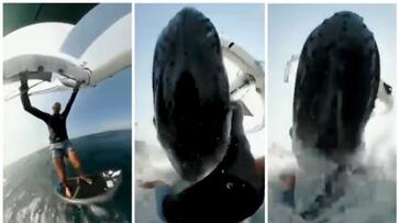video of the surfing star falling into the sea after hitting a humpback whale while surfing bkg video of the surfing star falling into the sea after hitting a humpback whale while surfing bkg