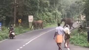 wild elephant herd cross national highway in Neriamangalam etj wild elephant herd cross national highway in Neriamangalam etj