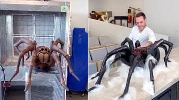 chef making huge spider with chocolate hyp chef making huge spider with chocolate hyp