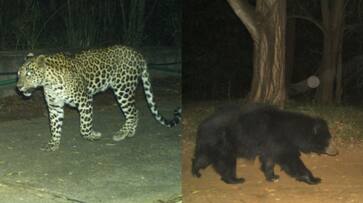 tiger and bear spotted again in Tirupati, authorities issued strict warning to pilgrims tiger and bear spotted again in Tirupati, authorities issued strict warning to pilgrims