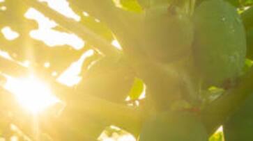 Leaf curl pest in mulberry plantations snr Leaf curl pest in mulberry plantations snr