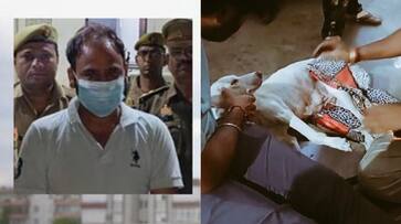 Noida Man Rapes Pregnant Dog tvk Noida Man Rapes Pregnant Dog tvk