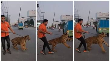 video of man walks the streets of Pakistan with a chained Bengal tiger went viral bkg video of man walks the streets of Pakistan with a chained Bengal tiger went viral bkg