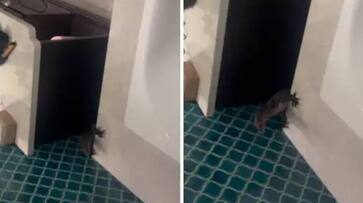 monitor lizard in hotel bathroom rlp monitor lizard in hotel bathroom rlp