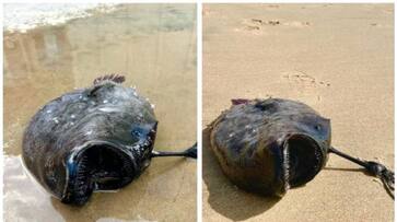 Pacific football fish that are coming ashore may be a dire sign of climate change bkg Pacific football fish that are coming ashore may be a dire sign of climate change bkg