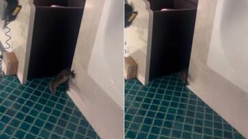 huge lizard found in bathroom the video going viral hyp huge lizard found in bathroom the video going viral hyp