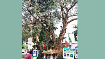 Centuries old banyan trees are cut down ppp Centuries old banyan trees are cut down ppp