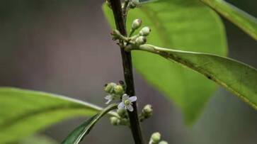scientists rediscover a tree Ilex sapiiformis thought extinct for over 200 years in Brazil rlp scientists rediscover a tree Ilex sapiiformis thought extinct for over 200 years in Brazil rlp