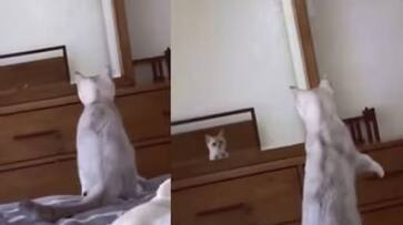 cat confused after seeing his ears in mirror rlp cat confused after seeing his ears in mirror rlp