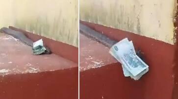 snake slithers into a house with money rlp snake slithers into a house with money rlp