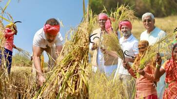 Rahul Gandhi Farmer Paddy Field Chhattisgarh SSM Rahul Gandhi Farmer Paddy Field Chhattisgarh SSM