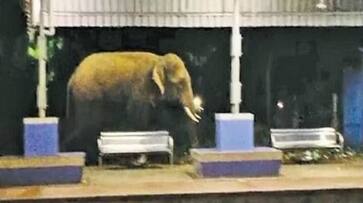 elephant in railway station in Andhra rlp elephant in railway station in Andhra rlp
