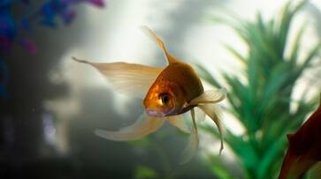 here lucky vastu fish to bring prosperity happiness and good luck at home in tamil mks here lucky vastu fish to bring prosperity happiness and good luck at home in tamil mks