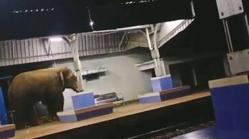 Gajaraja Express wild Elephant wondering in Parvathipuram Railway Station Video Goes Viral akb Gajaraja Express wild Elephant wondering in Parvathipuram Railway Station Video Goes Viral akb