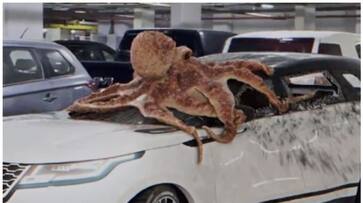 Whats behind the video of an octopus smashing a car in a parking lot bkg Whats behind the video of an octopus smashing a car in a parking lot bkg