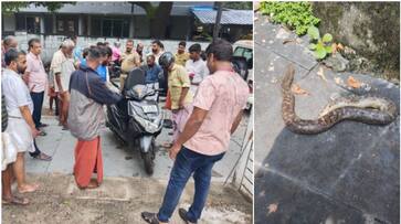 Russell Viper Snake found in scooter at guruvayur temple shocking asd Russell Viper Snake found in scooter at guruvayur temple shocking asd