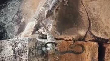 fight between snake and lizards rlp fight between snake and lizards rlp