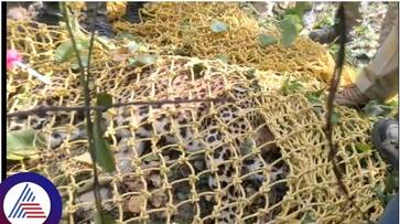 Bengaluru kudlu gate near appeared leopard captured from Bannerghatta forest officers team sat Bengaluru kudlu gate near appeared leopard captured from Bannerghatta forest officers team sat