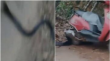 king cobra caught in house kerala thalappuzha wayanad asd king cobra caught in house kerala thalappuzha wayanad asd